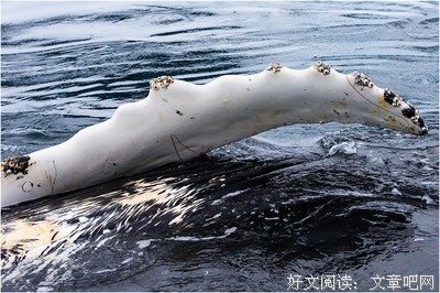 《奇葩追梦》观后感10篇