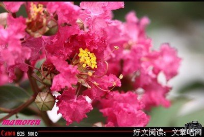 《百日红》观后感精选10篇