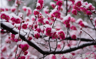 最新的《陌上花开》经典语句