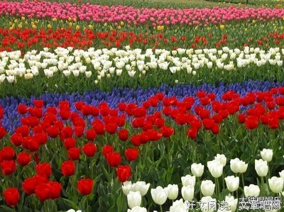 花枝招展的句子