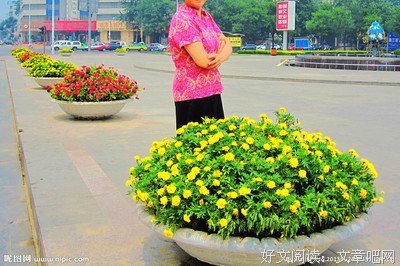 关于黄大的格言