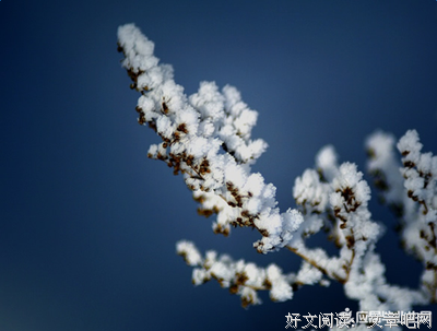 描写张秃的经典句子