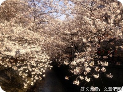 最新的《彼岸花》经典的句子