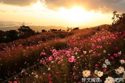 关于王花的唯美语录