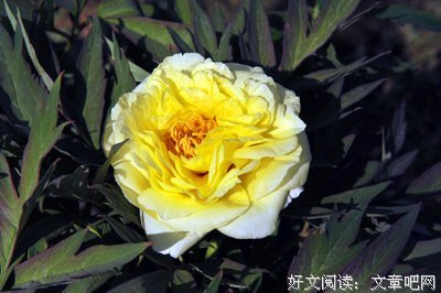 奇丽的名言_关于奇丽的名言