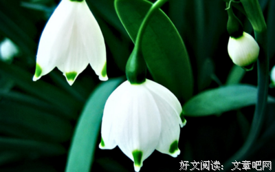 北倾的名言名句