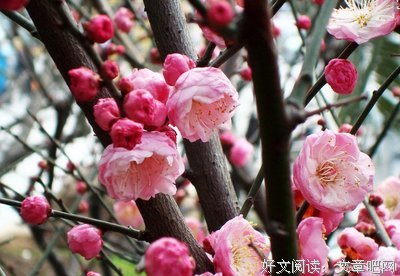 最经典的《天涯论坛--梅花易数详解》语录摘抄大全
