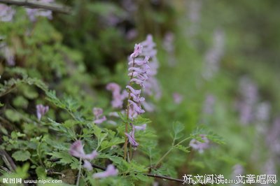 紫堇轩格言警句