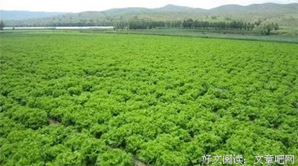 这个山东农民年入4.8亿，把菜卖到了迪拜，被马云邀请进湖畔大学