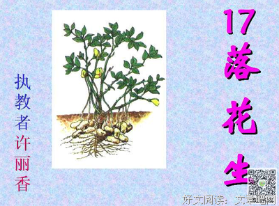 《落花生》读后感10篇