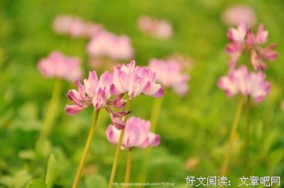 《花田半亩》散文美句