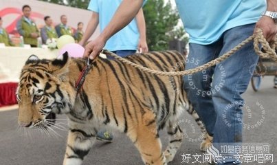 有关如狼似虎的美句摘抄