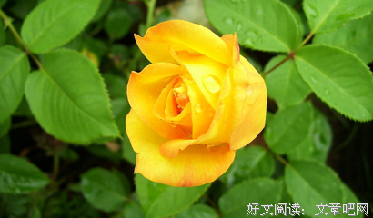 你几月生，就是哪杯酒！