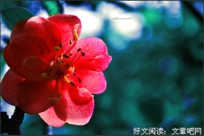 关于心直口快的座右铭