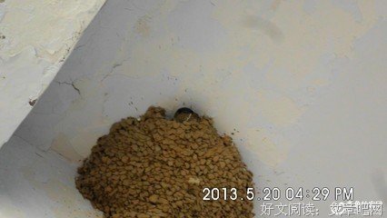 《燕子的游戏》读后感10篇