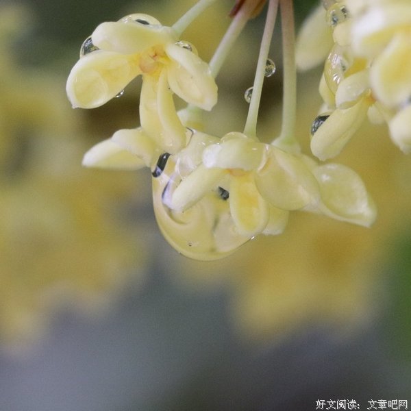 《鹧鸪天》好段摘抄