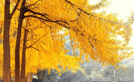 最经典的《金色花的秘密》经典的句子大全