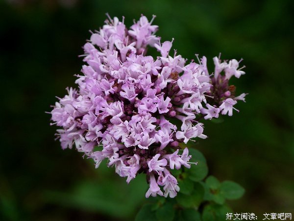 描写百里香的经典句子