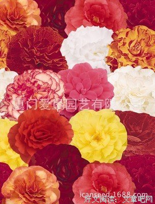 依然动听：海棠姐妹分享---永恒的盼望