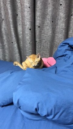 在猫咪眼中，人类秀恩爱的方式都弱爆了！