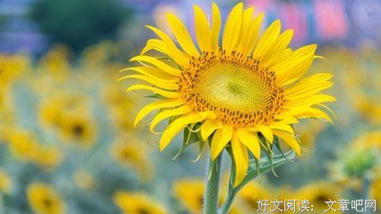 《我愿向着太阳生长》读后感10篇