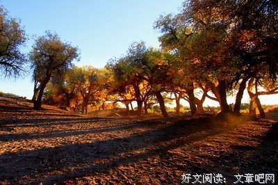 林子：一回头，便见岁月安好 | 就读这篇