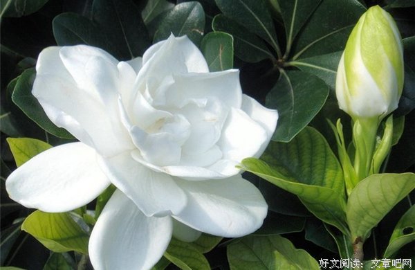 关于花零的语句