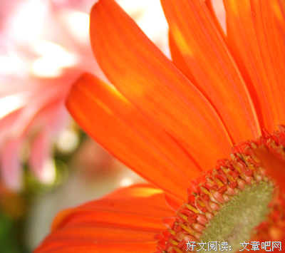 关于阿狗名言名句
