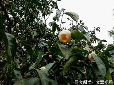 人生是场修行，心安就是幸福