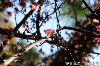 15条关于玄月的经典语句