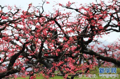 古韵悠扬丨今宵月暖谁家院，当是桃花梦里人