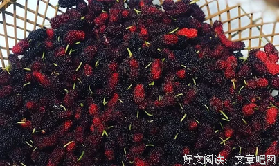 你在吃桑椹吗？抓紧看，别怪我没告诉你！