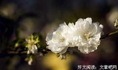 五行缺桃花是什么体验，昨天你都明白了吧