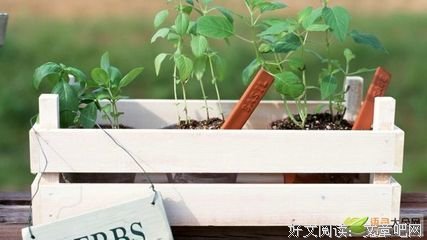 节外生枝格言警句