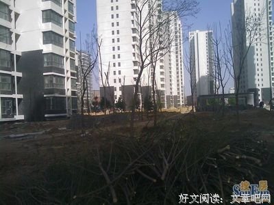 关于若木的格言