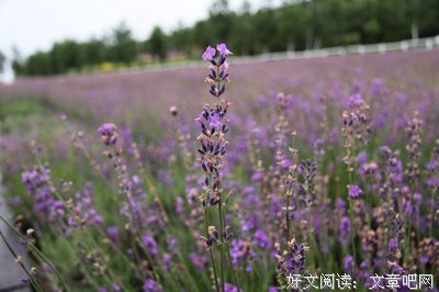 ​以一份淡然之情，行走于夏季