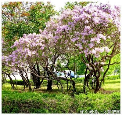 又是一年丁香花开