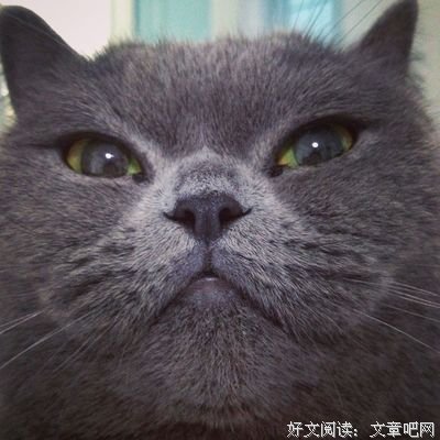 轻轻驯服一只绿虎