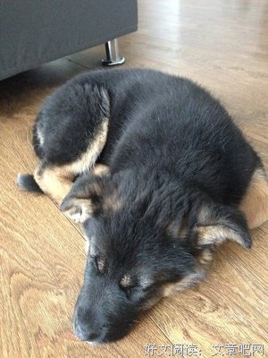小狼狗养成手册
