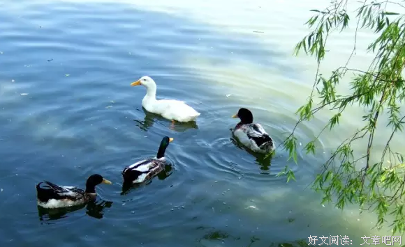 关于雷厉风行的语句