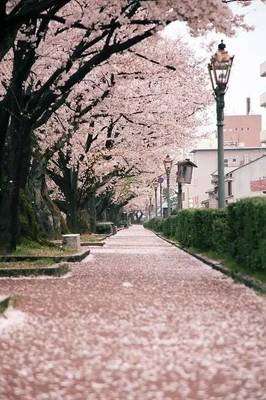 夜读：愿岁月静好，一路芬芳