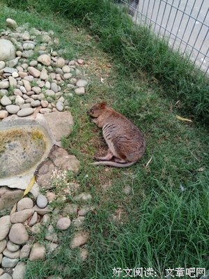 《三姊妹》经典观后感10篇