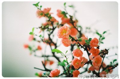 最全的《亲爱的三毛》经典语句大全