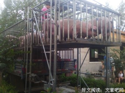 《卖猪》的观后感10篇