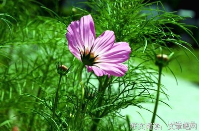 遇见格桑花的读后感10篇