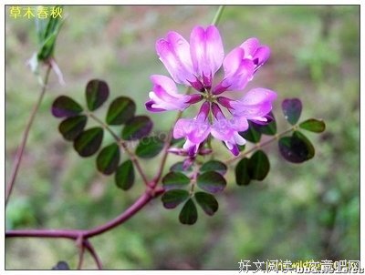 关于紫云英名言名句