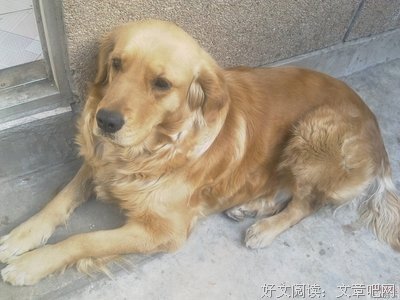 关于大狗的唯美语录