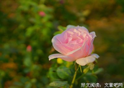《待绽蔷薇》经典影评10篇