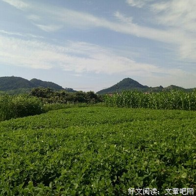 关于绵软的格言