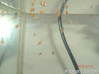 《小丑和农夫》读后感10篇
